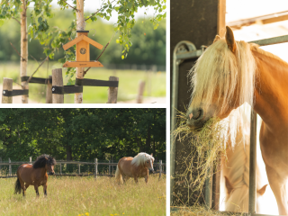  Julianastraat 81 in Heikant