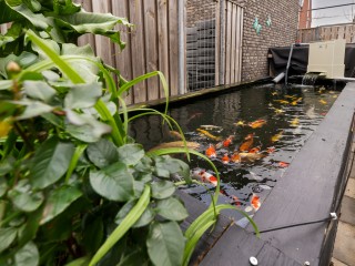 Koninginnepage  Koninginnepage 29 in Terneuzen